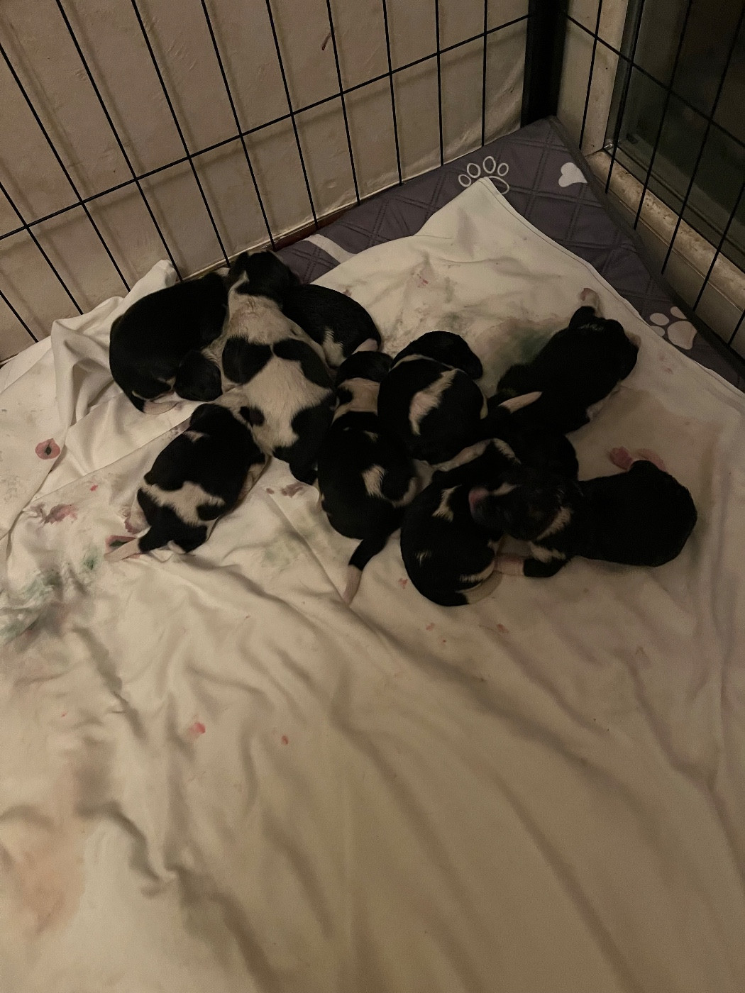 Naissance de BB Akita Américain