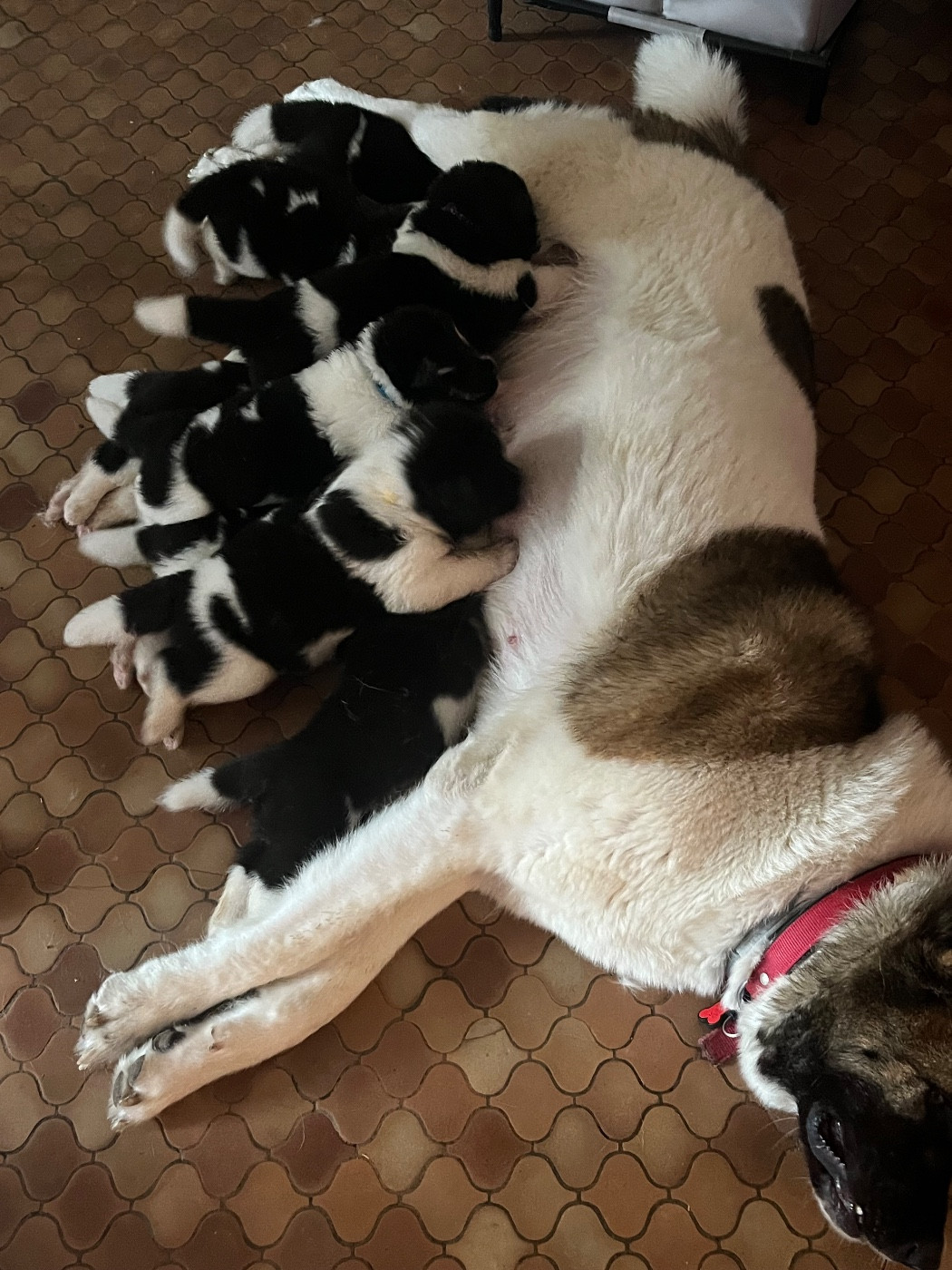 Chiots AKITA AMERICAIN disponibles