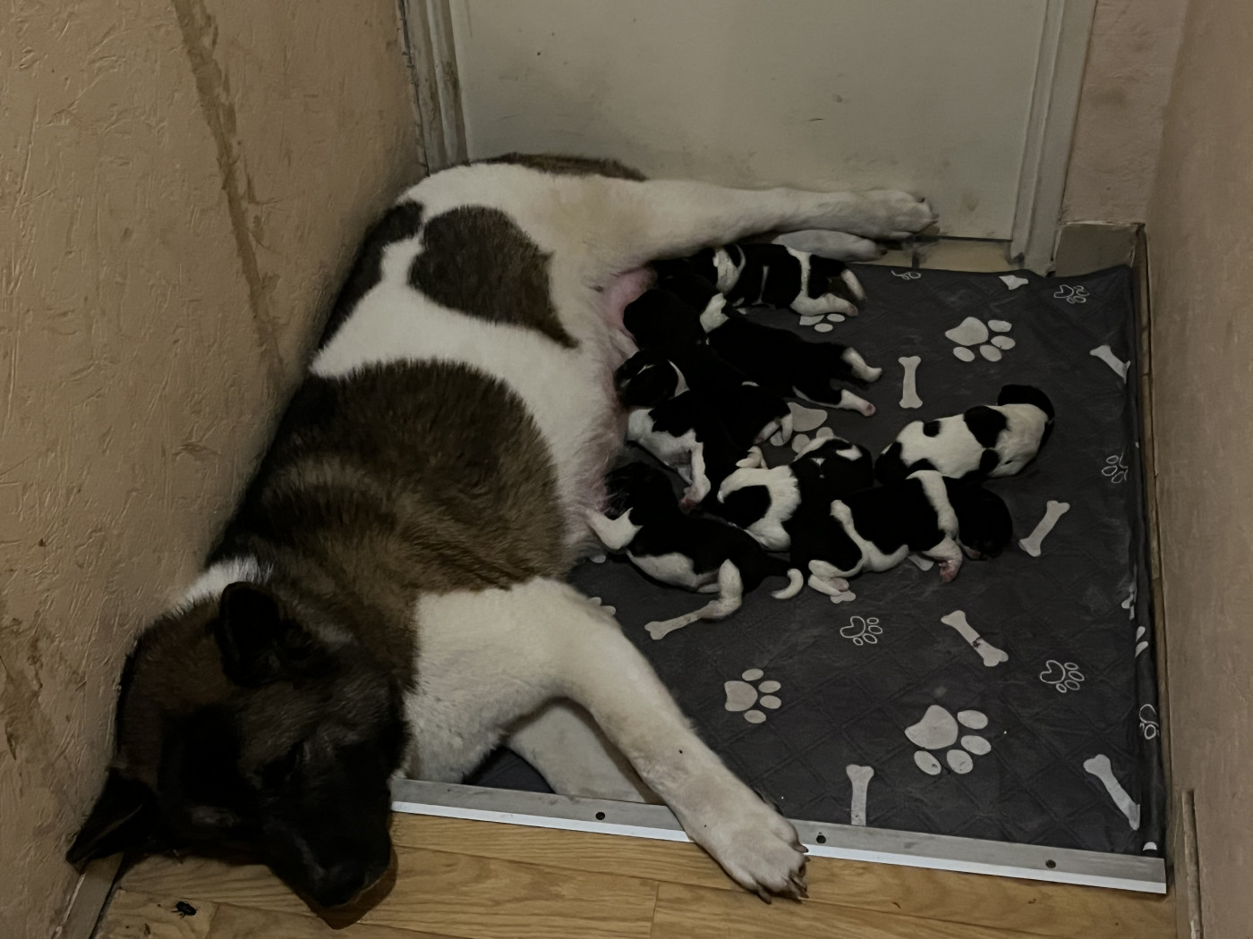 Chiot Akita americain Du Crû Du Chêne Charmant