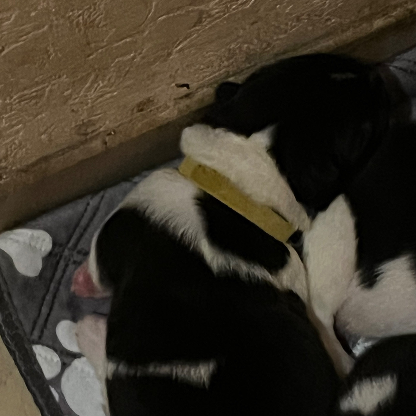 Du Crû Du Chêne Charmant - Chiots disponibles - Akita americain