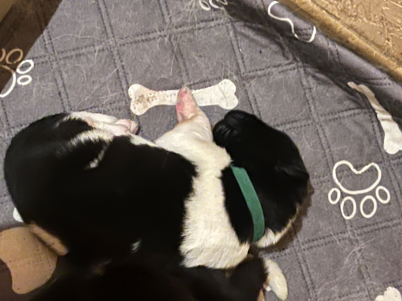 Du Crû Du Chêne Charmant - Chiots disponibles - Akita americain