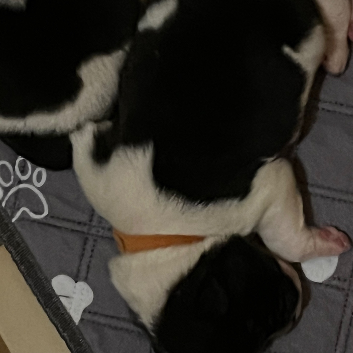 Du Crû Du Chêne Charmant - Chiots disponibles - Akita americain