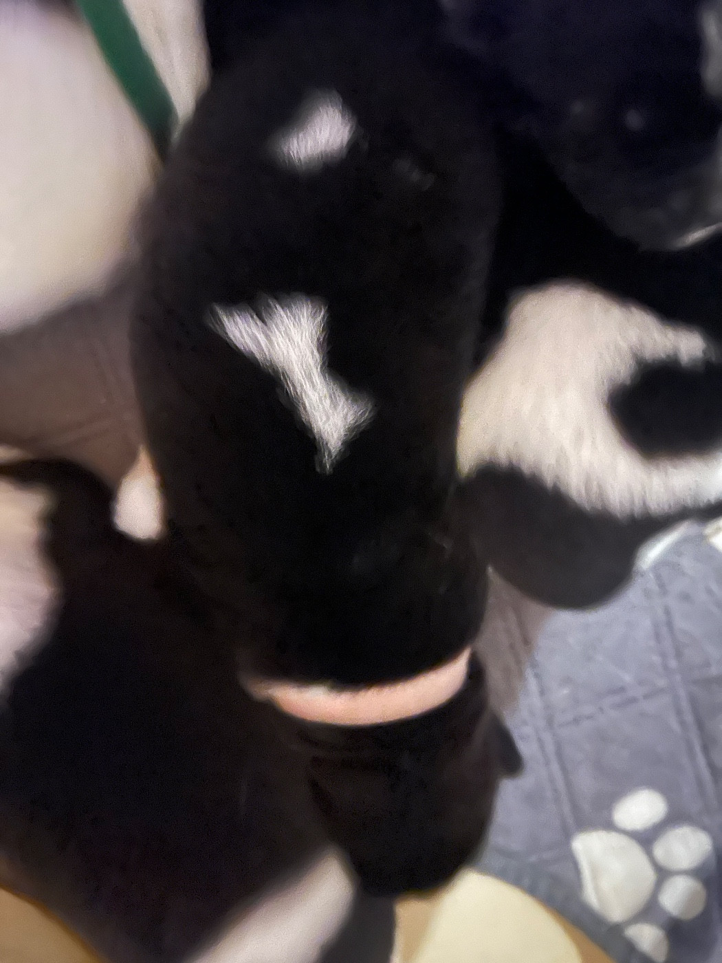 Du Crû Du Chêne Charmant - Chiots disponibles - Akita americain
