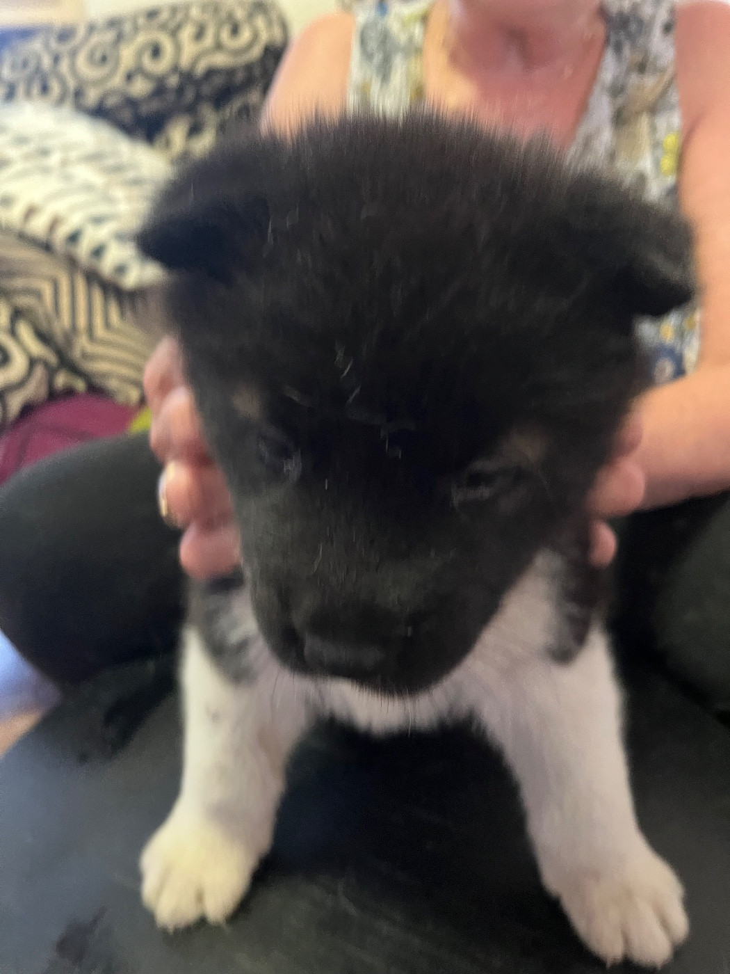 Du Crû Du Chêne Charmant - Chiots disponibles - Akita americain