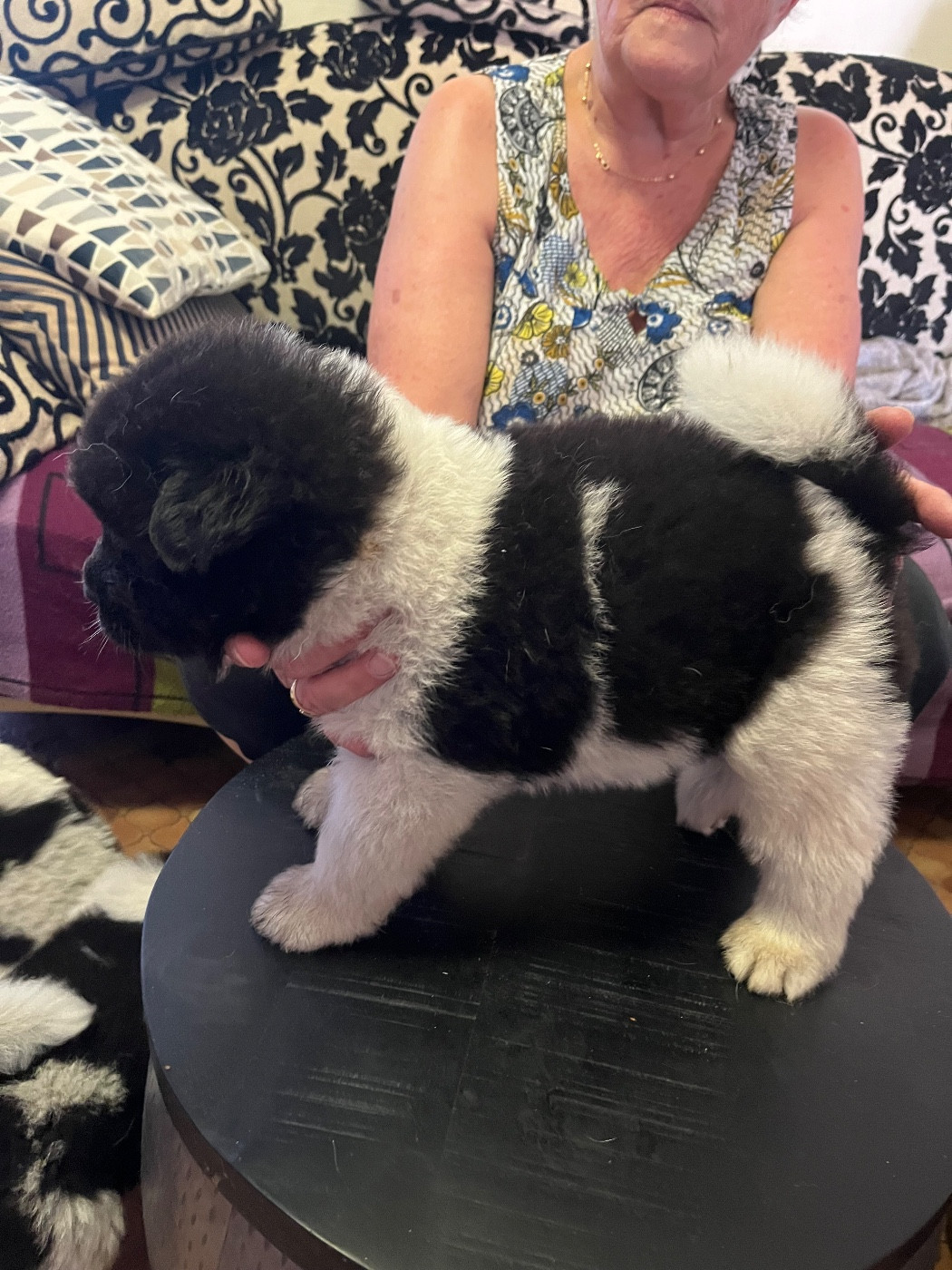 Du Crû Du Chêne Charmant - Chiots disponibles - Akita americain