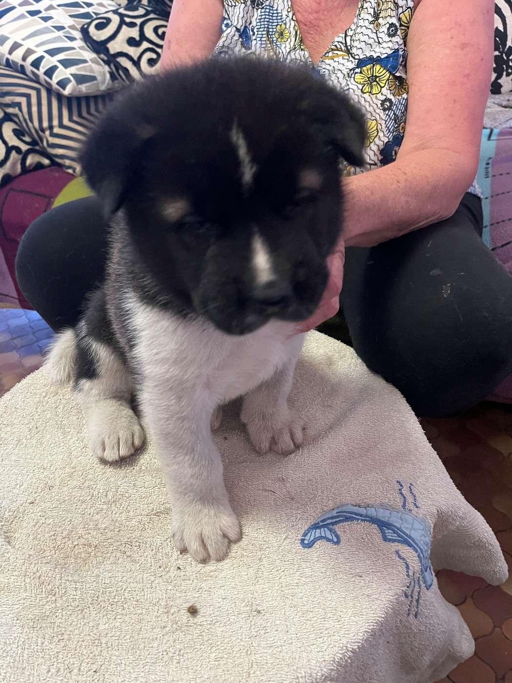 Du Crû Du Chêne Charmant - Chiots disponibles - Akita americain