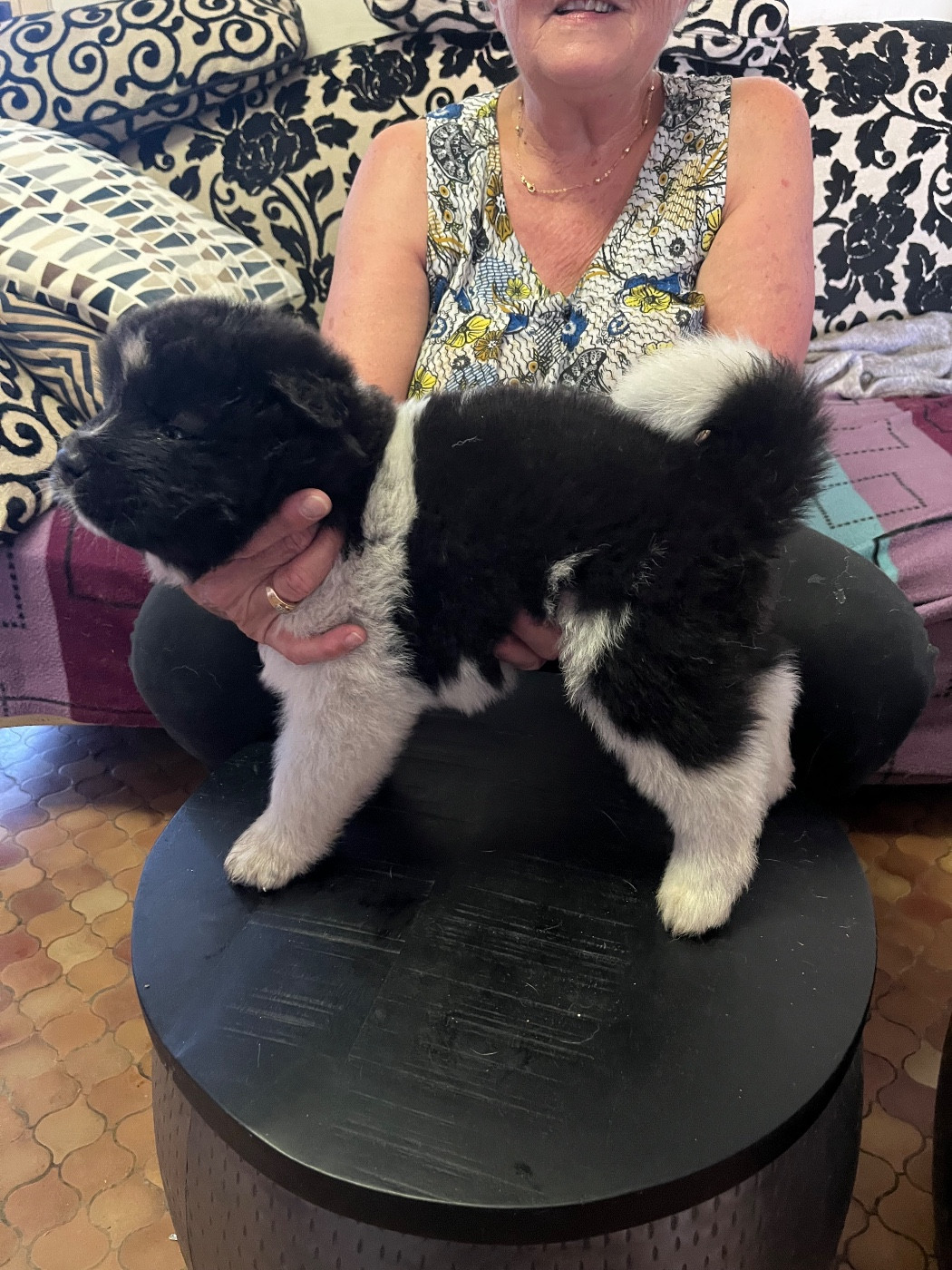 Du Crû Du Chêne Charmant - Chiots disponibles - Akita americain