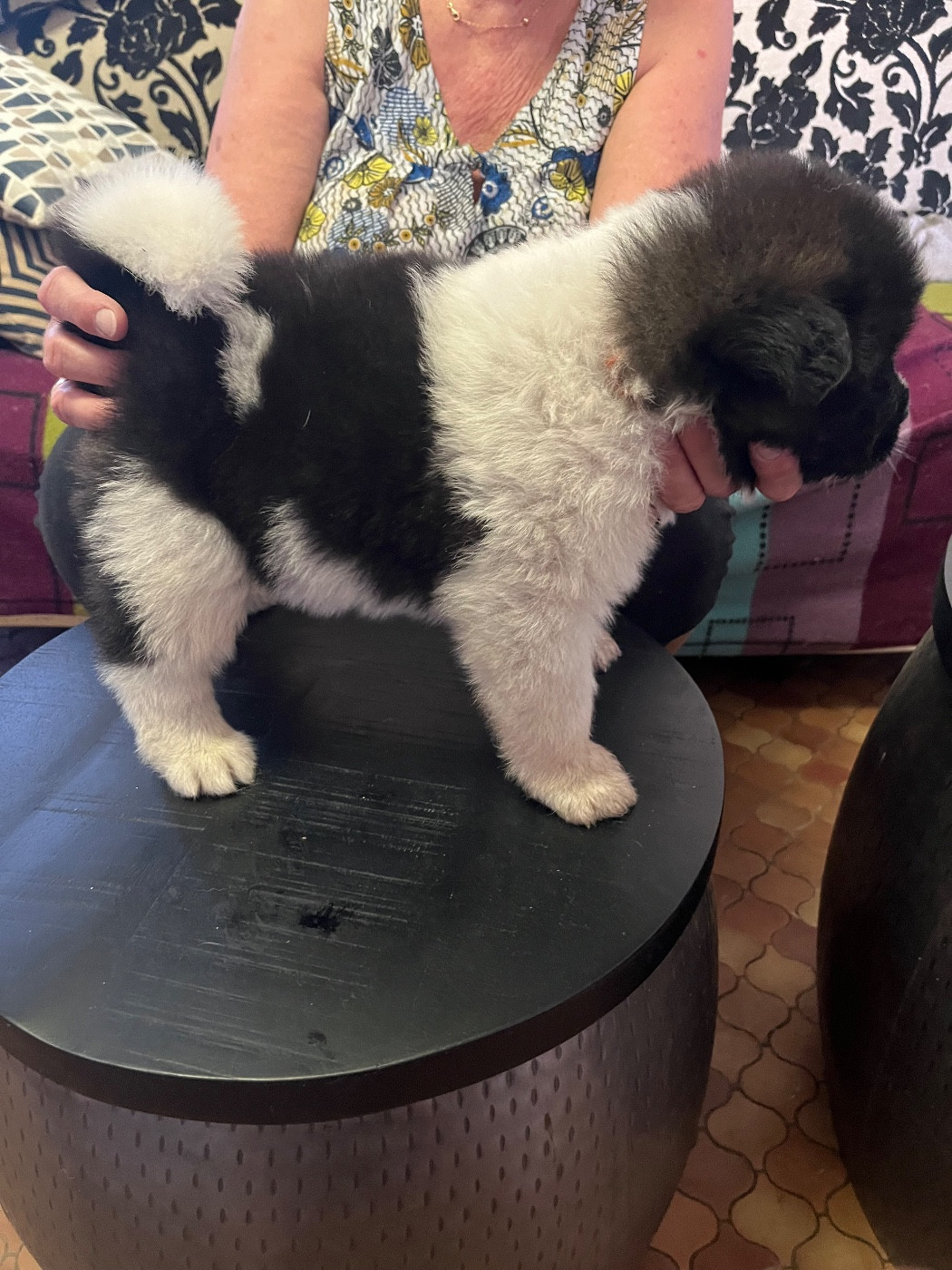 Du Crû Du Chêne Charmant - Chiots disponibles - Akita americain