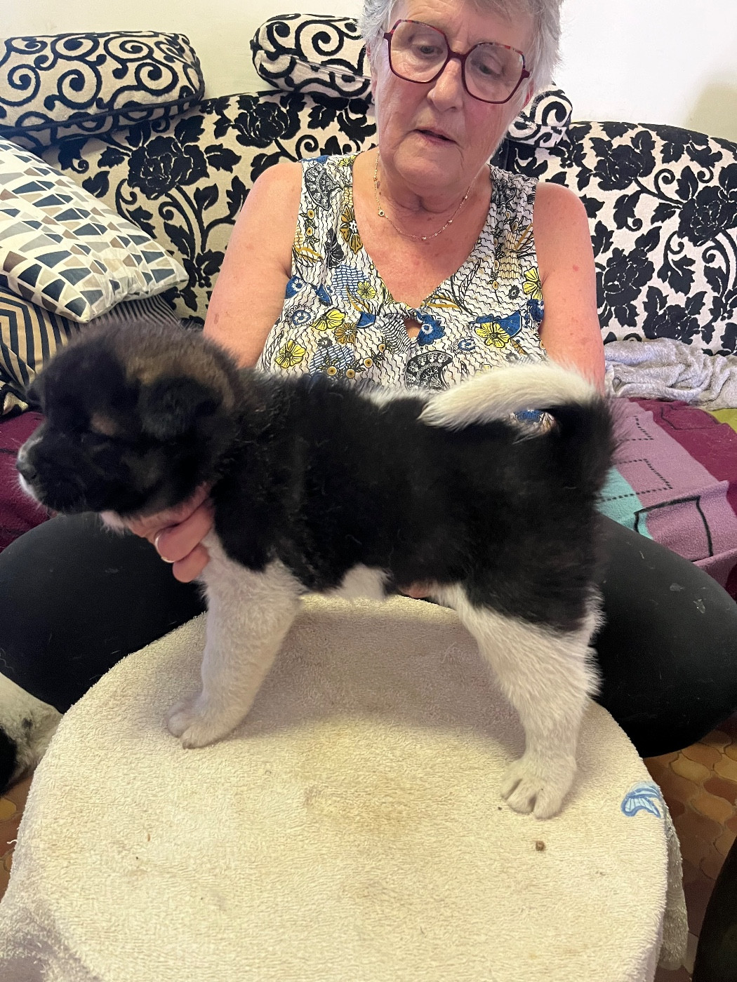 Du Crû Du Chêne Charmant - Chiots disponibles - Akita americain