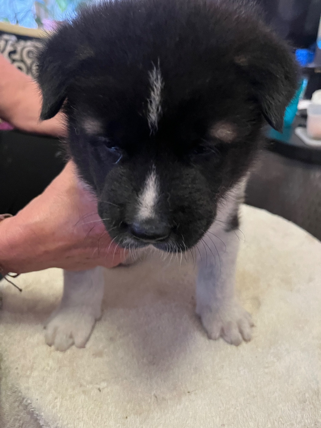 Du Crû Du Chêne Charmant - Chiots disponibles - Akita americain